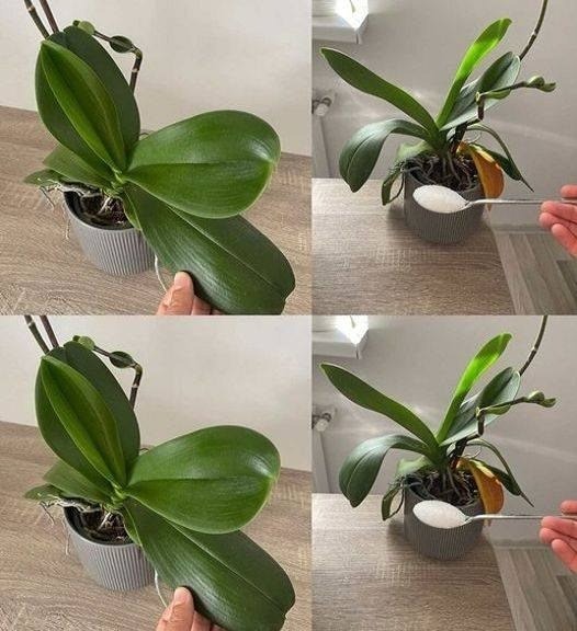 3 simple and effective tips to revive your orchids