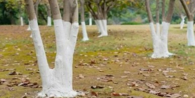 Why Do Some Trees Get Painted White?